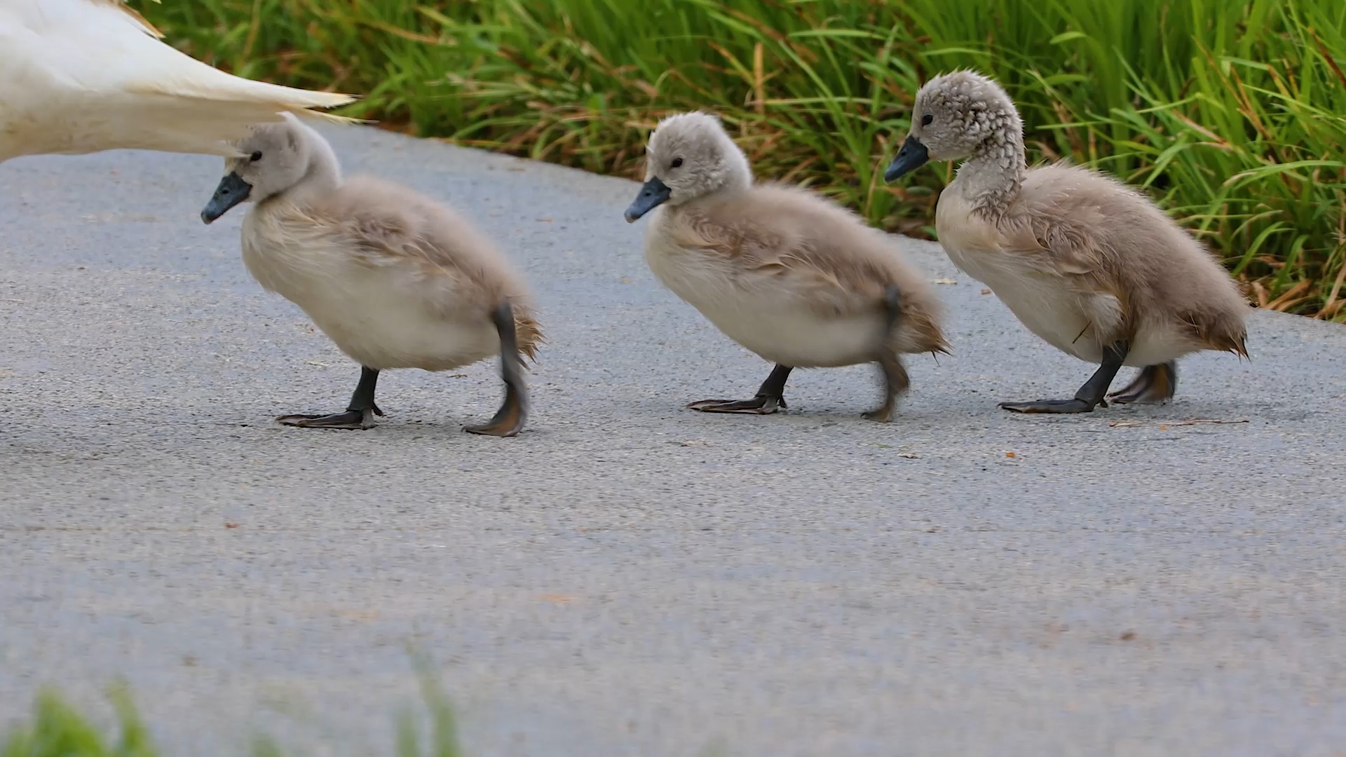 小天鹅成长记#鸟类摄影 #天鹅 #保护鸟类