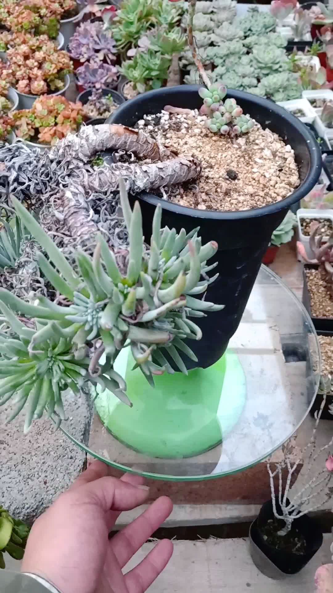 养成妖精的仙女杯老桩