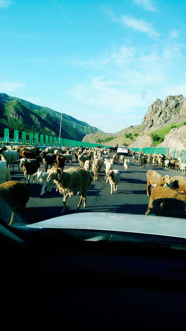 新疆自驾,高速上迎面来了一群拦路羊!
