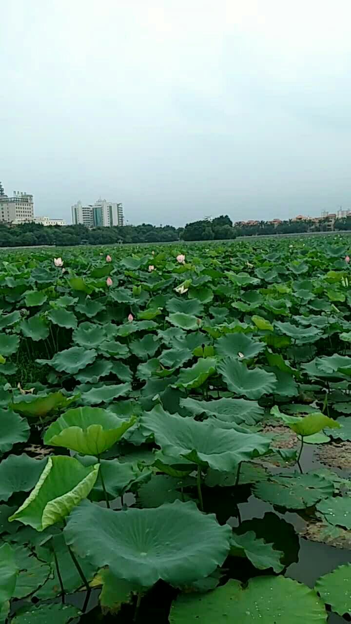 东莞市桥头镇莲花湖真的太美了!