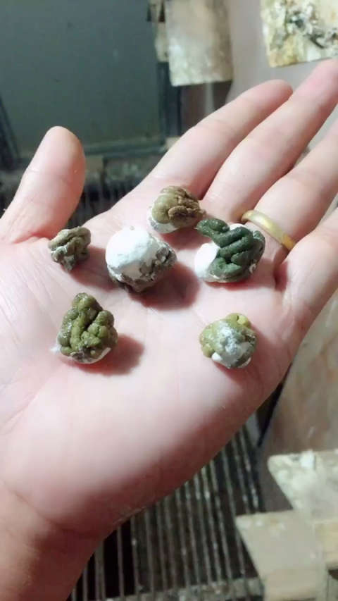 外行看热闹,内行懂门道.就这样一坨屎,养鸽人要花费多少心思啊.