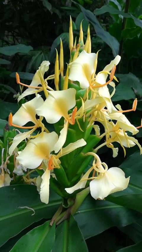 云南昭通炎山美味香料草果花