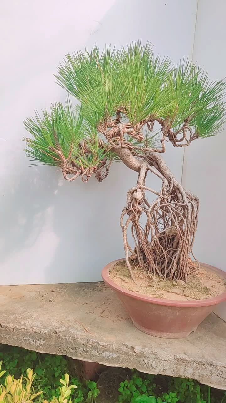 精品苍老提根黑松