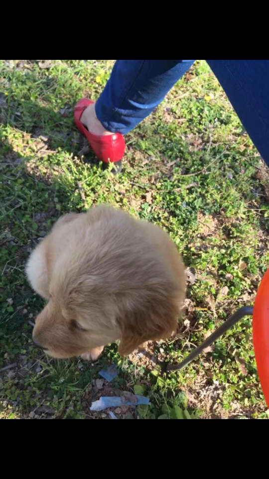 0000毛毛小时候的点滴96萌萌的