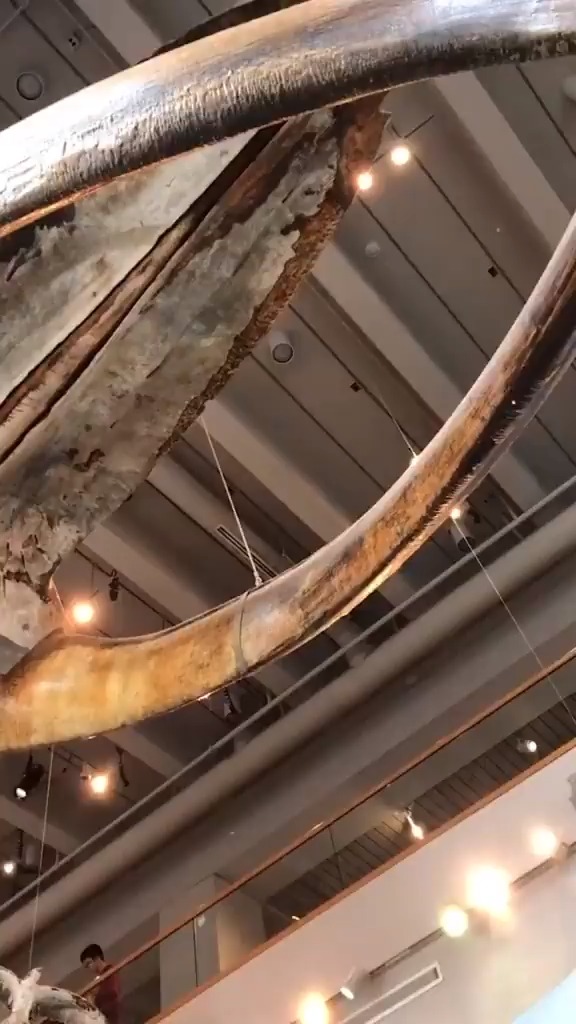 鲸鱼骨架,看起来超级震撼