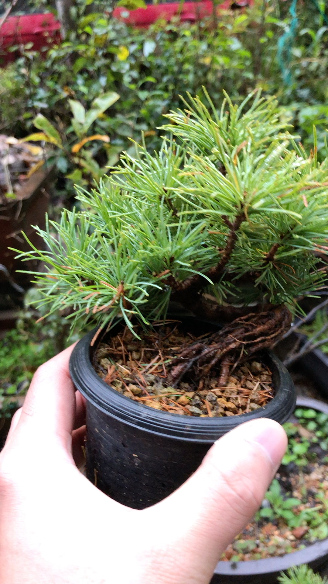 原盆进口原生那须五针松