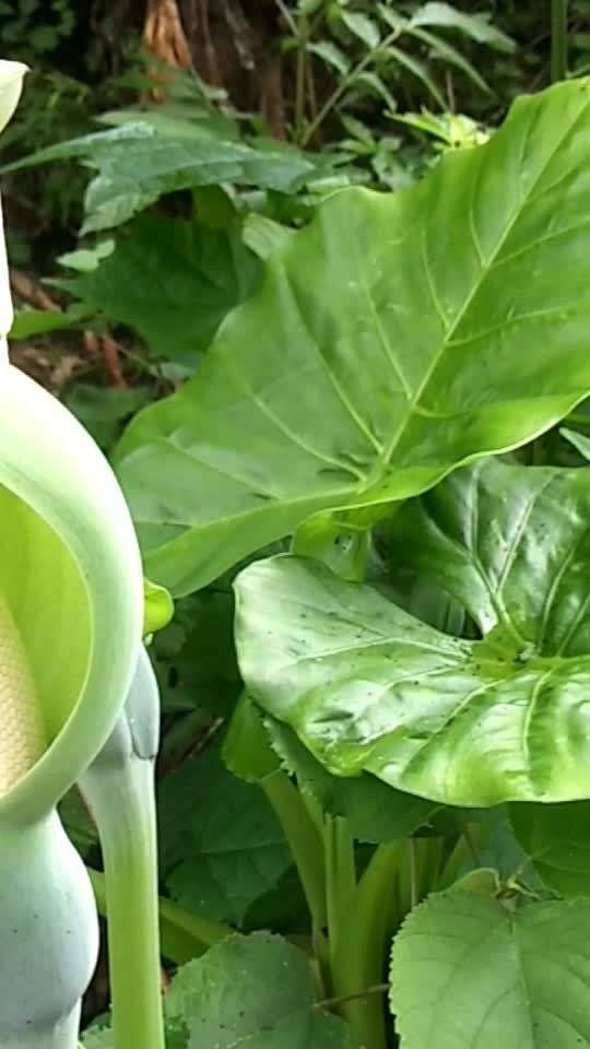 天魔芋花,没见过吧961596159615