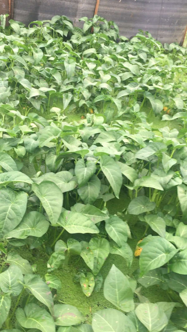 吉阳四宝之一~水上空心菜!