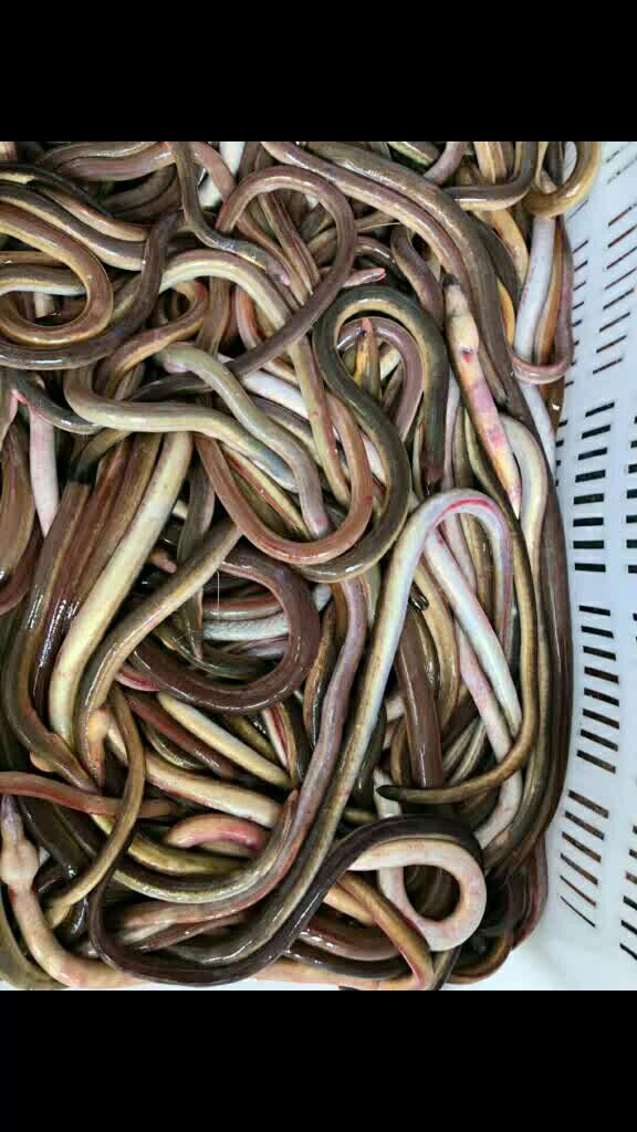 [玫瑰][爱心][拥抱]血鳗炖汤    高端素材