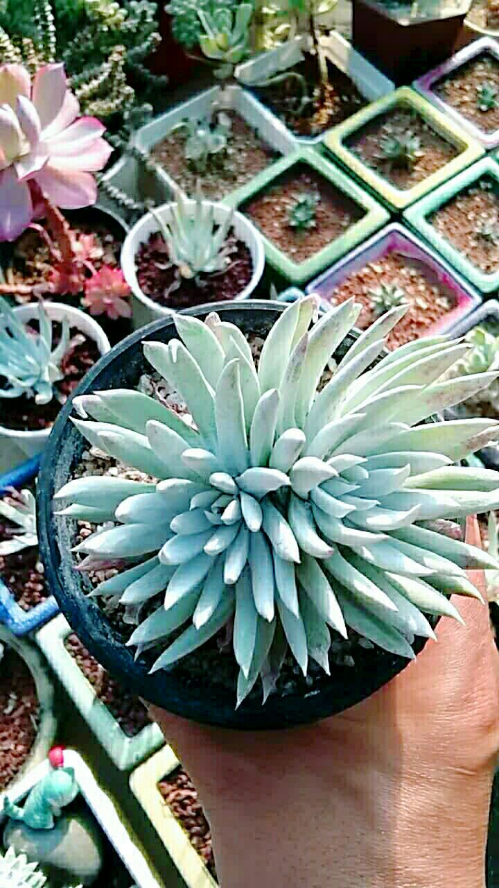 仙女杯奴婢吉娜,很仙的一个品种.