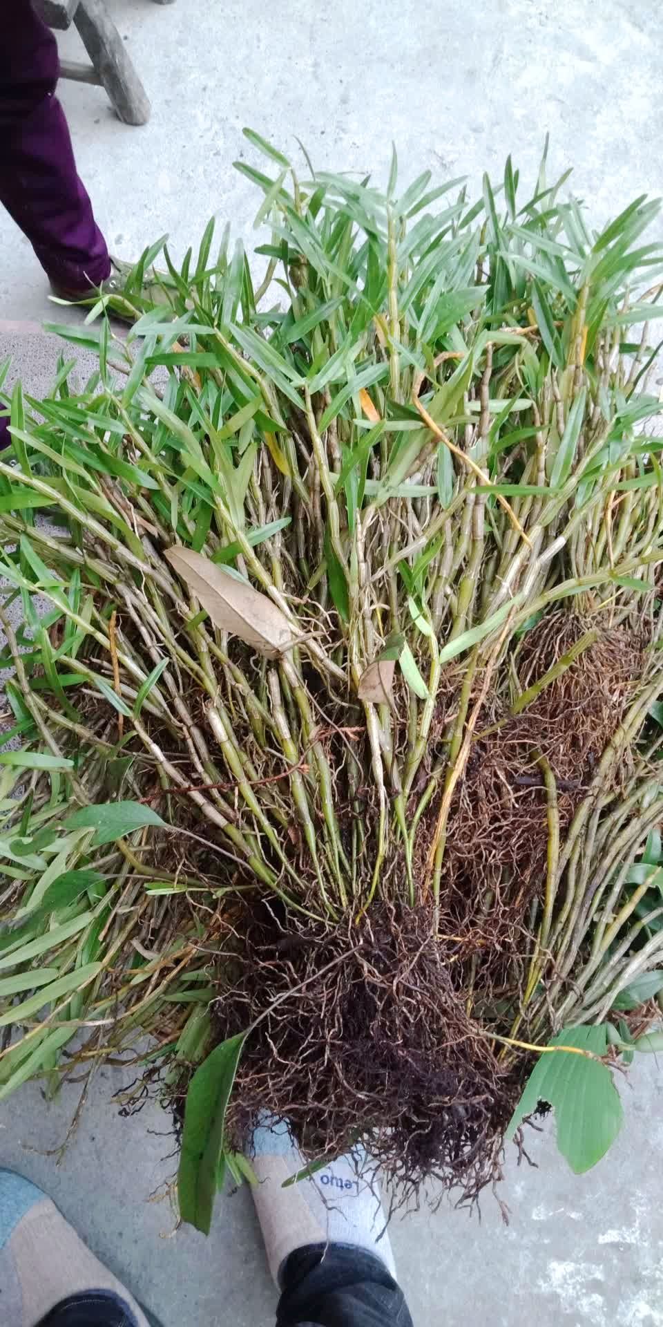 铁皮石斛,仙草.长于悬崖峭壁.
