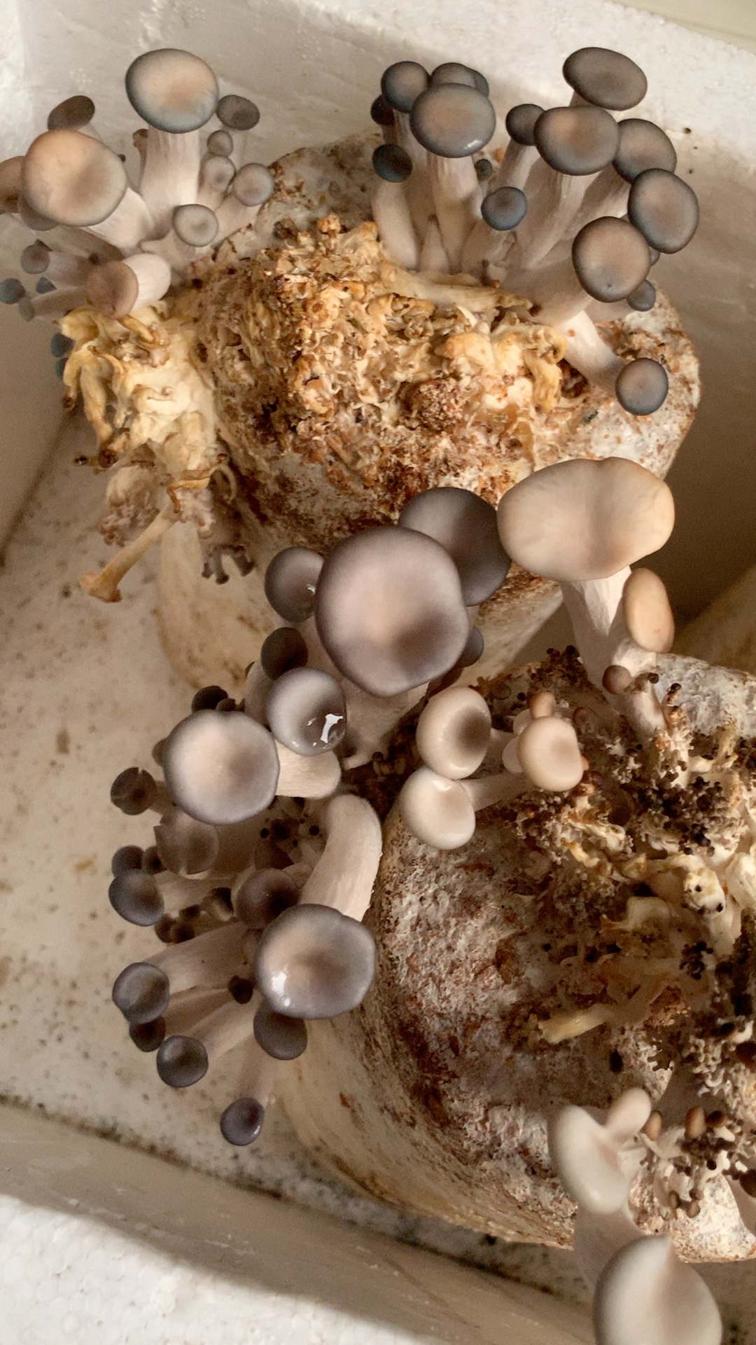 买了两种96,原来黑姬菇在老妈那!明天摘96去!