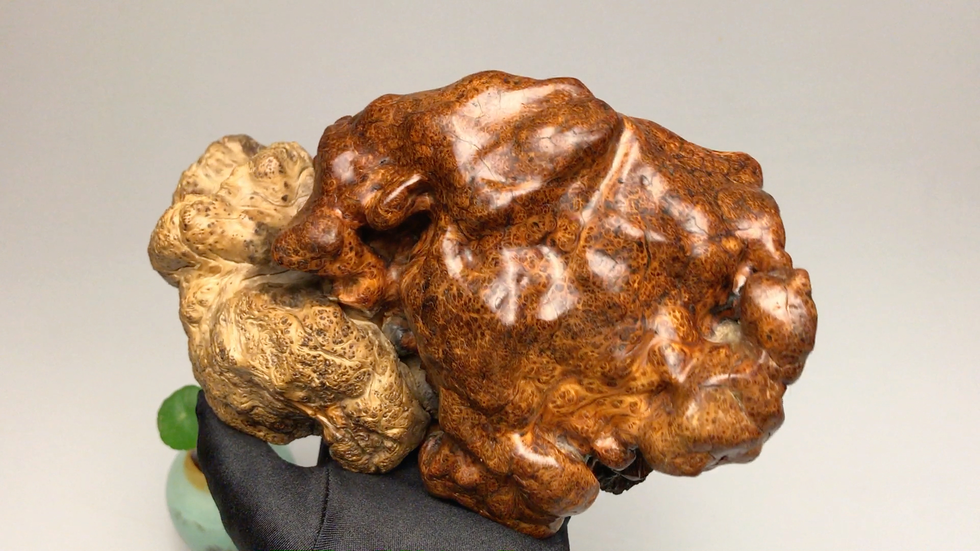 太行崖柏蚂蚁腿