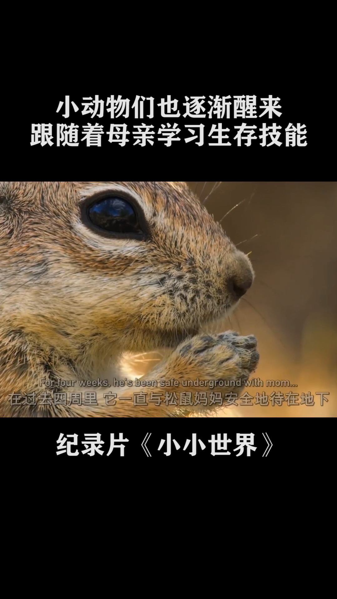 松鼠幼崽也迎来了崭新的生命,这是他们学习技能的最好时期#纪录片