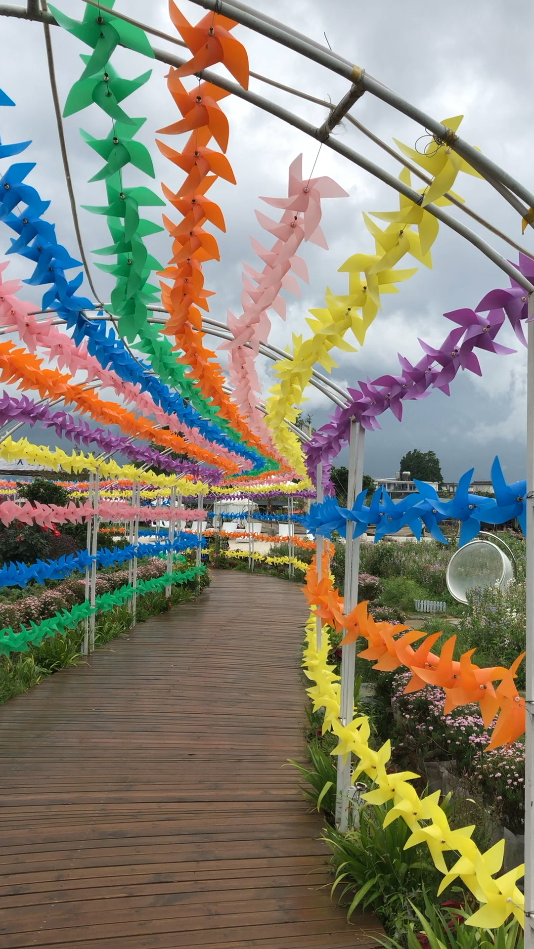 大理才村码头环海路的花海