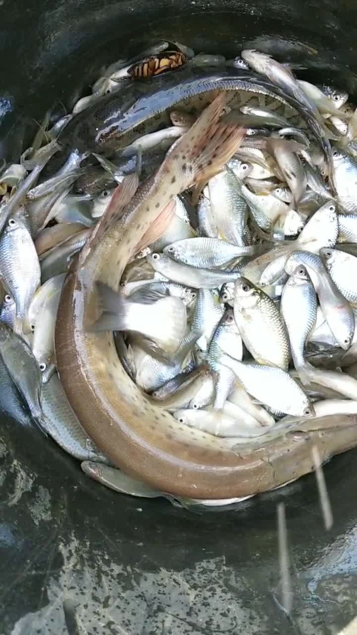 乌苏里江鱼我家住在乌苏里江畔