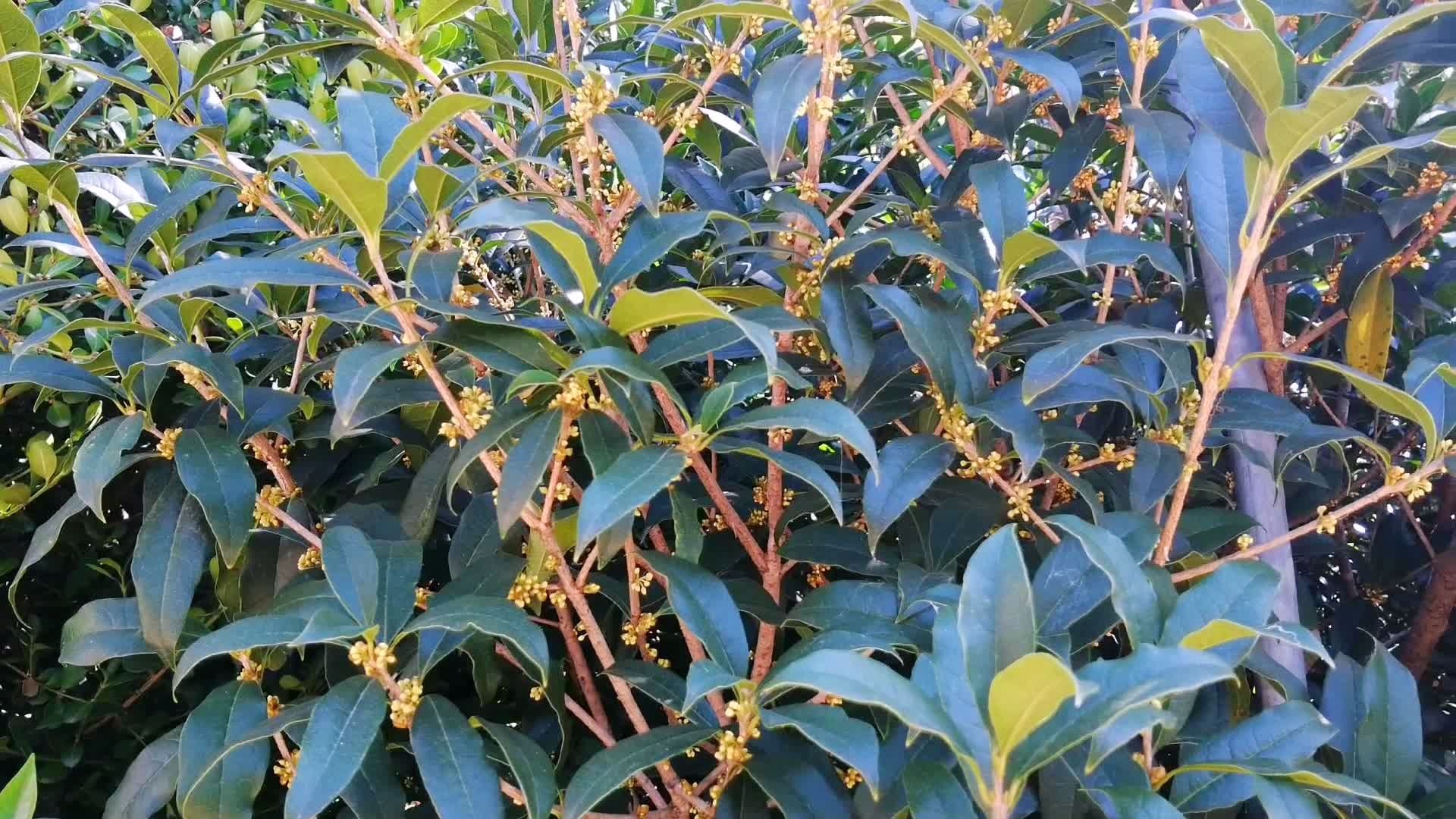 花苞爆满的沉香桂