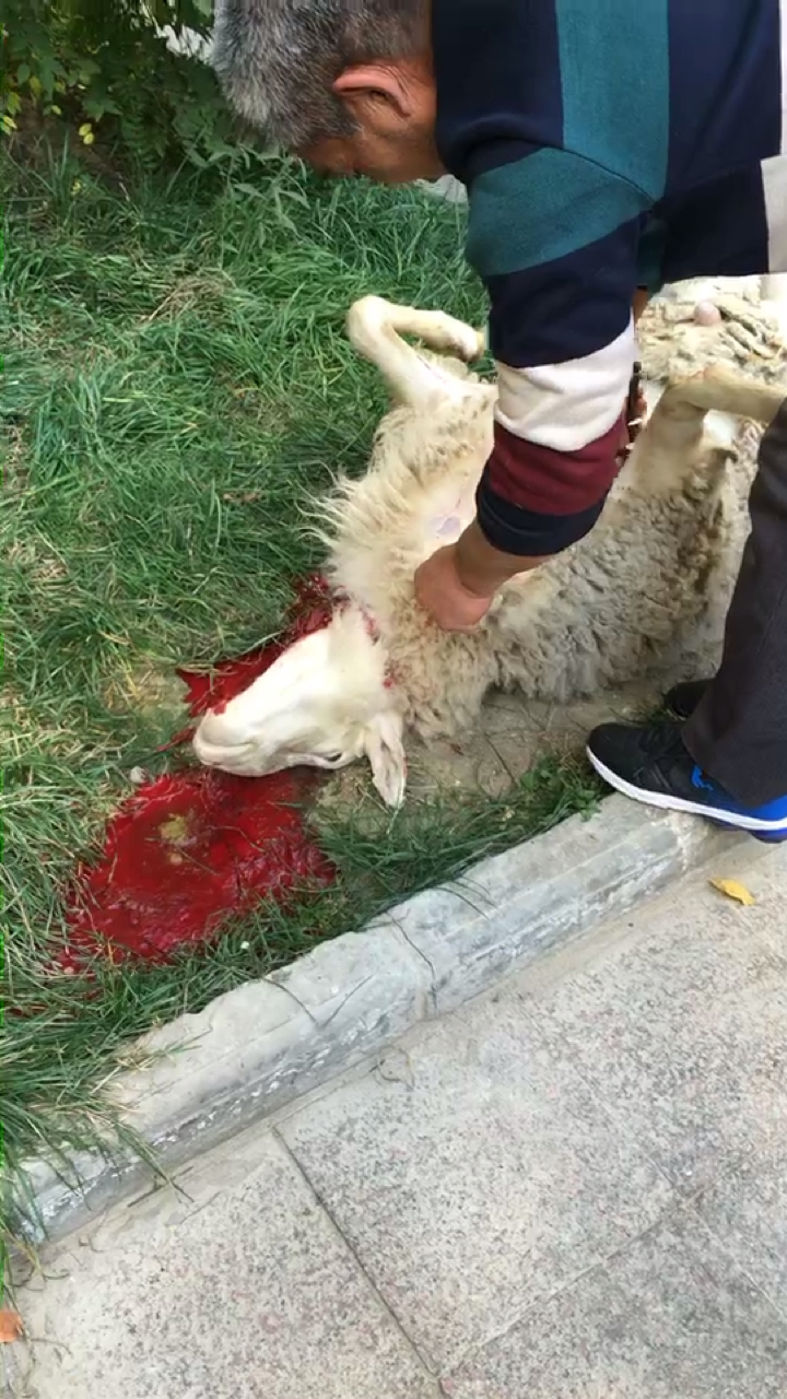 回婆婆家,遇到杀羊.恐怖