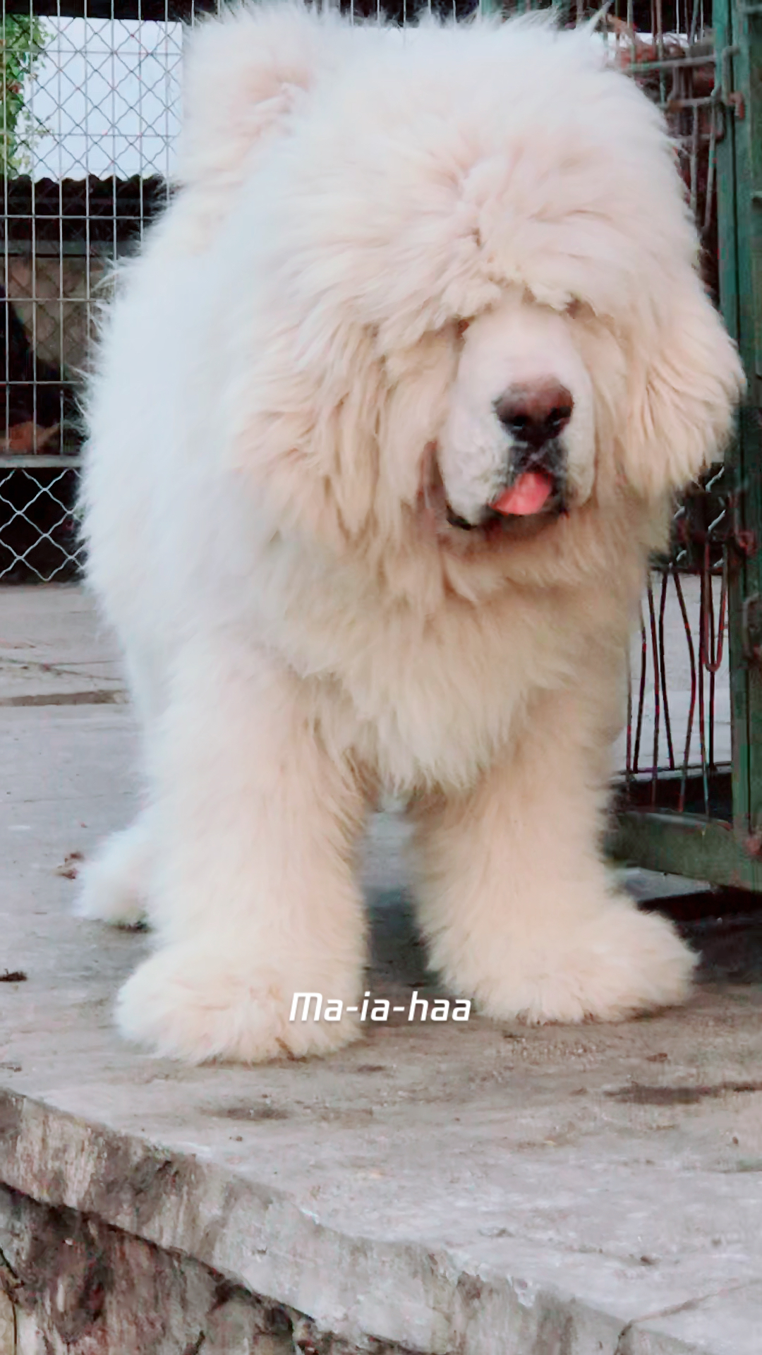 雪獒宝宝 传说雪獒是活佛的座骑