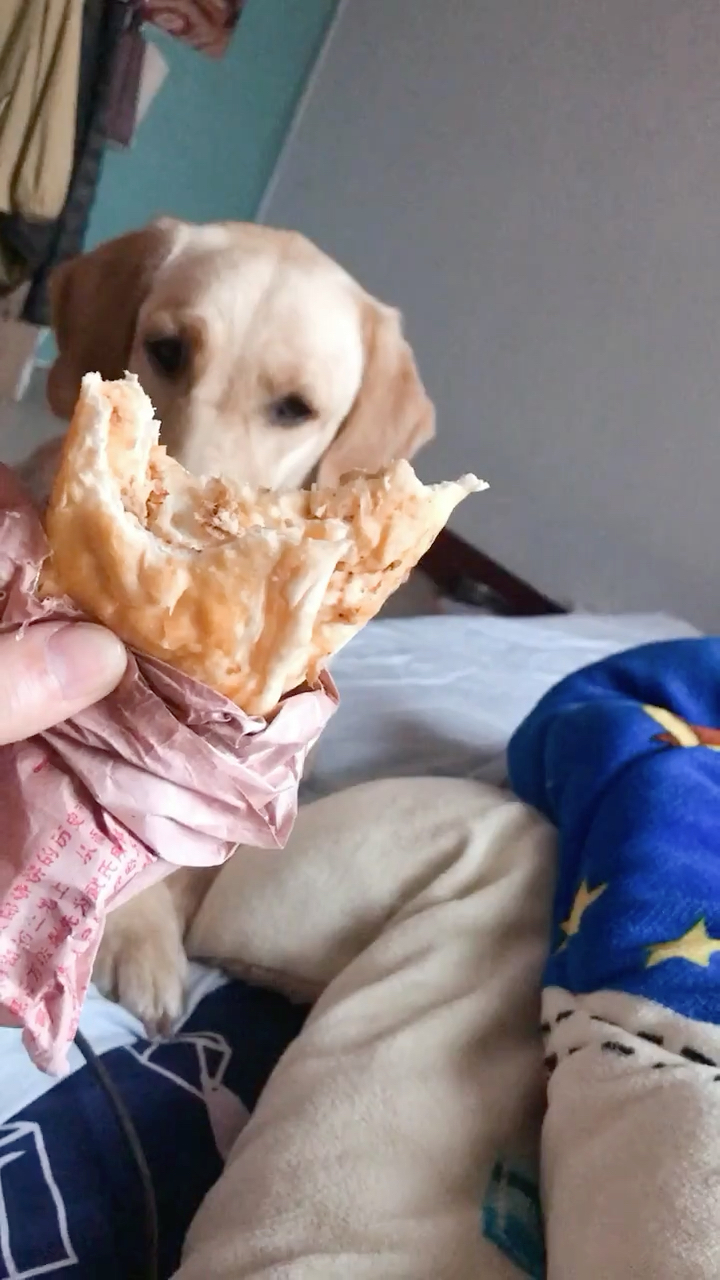 当你偷吃东西时没叫你的狗狗…下一秒抬头就是一张可爱的狗脸.