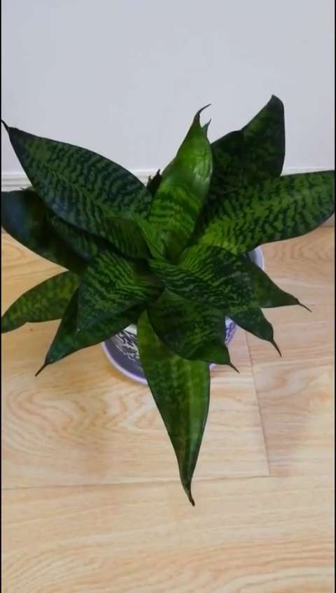 家庭养殖矮脚虎皮兰.