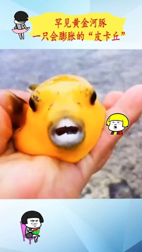 罕见黄金河豚,一只会膨胀的"皮卡丘"