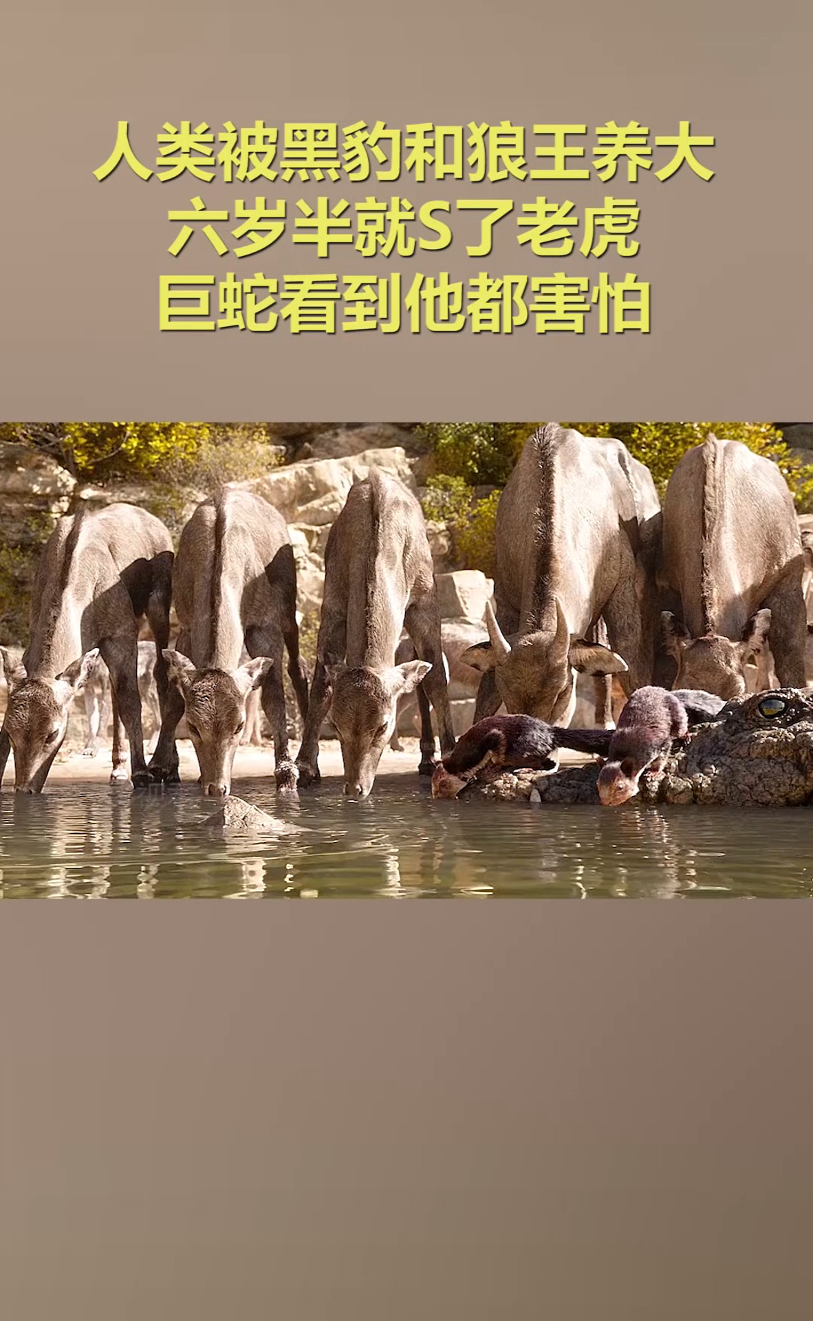 人类被黑豹和狼王养大,六岁半就s了老虎,巨蛇看到他都害怕