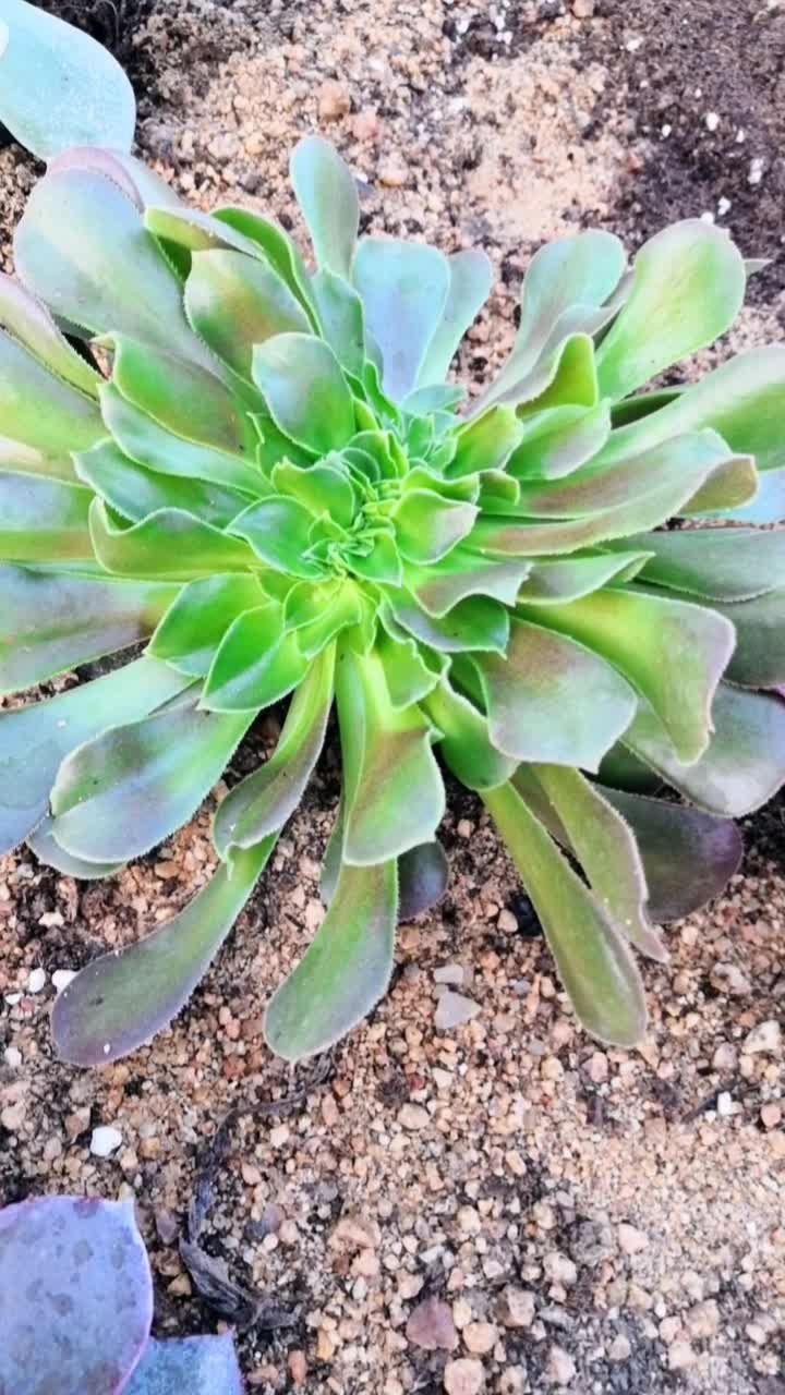 韶羞缀化来喽 微17686922958