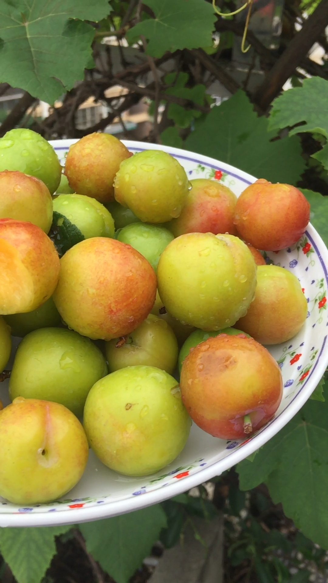 广西李子,童年的味道