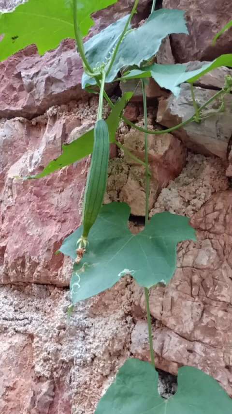 葫芦娃,葫芦娃,一根藤上七朵花 @经纪人小微