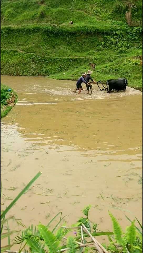 农村的真实现实生活