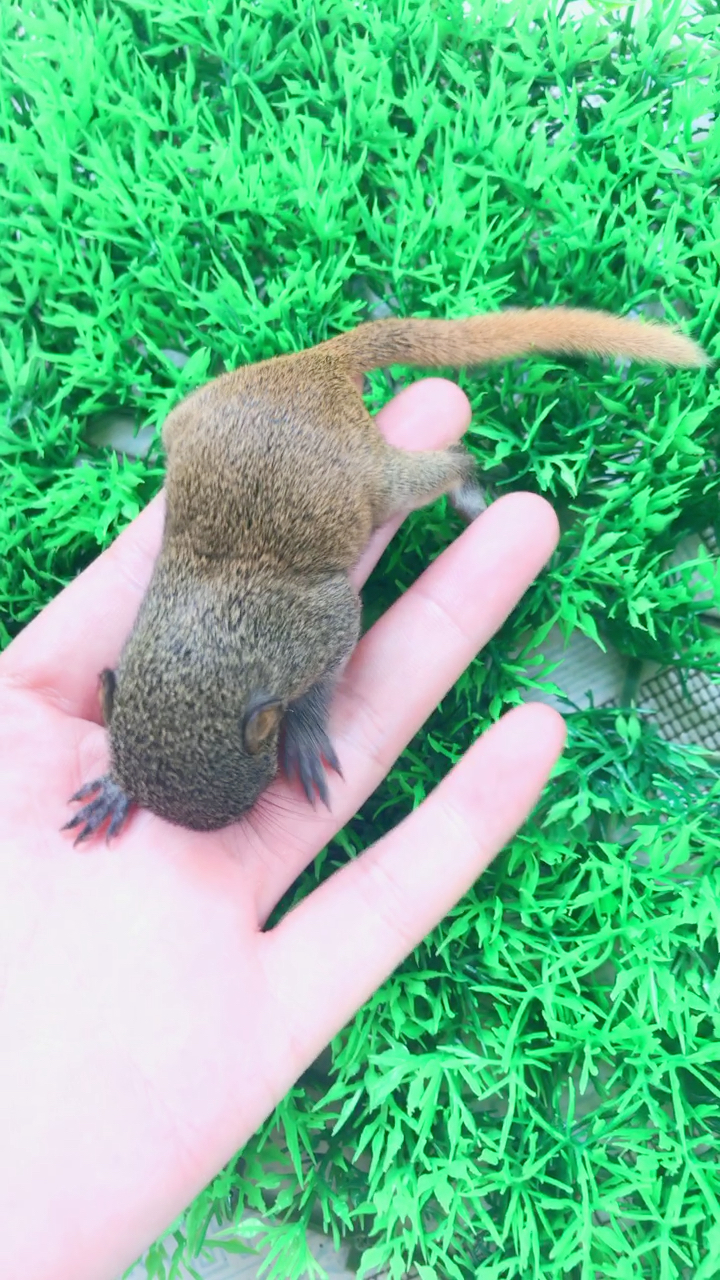 20天的小松鼠,刚睁眼很好玩.