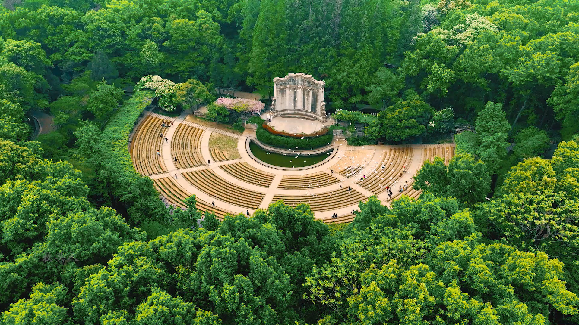 带ta来一趟南京音乐台吧!因为这成群的鸽子是你们爱情的见证!