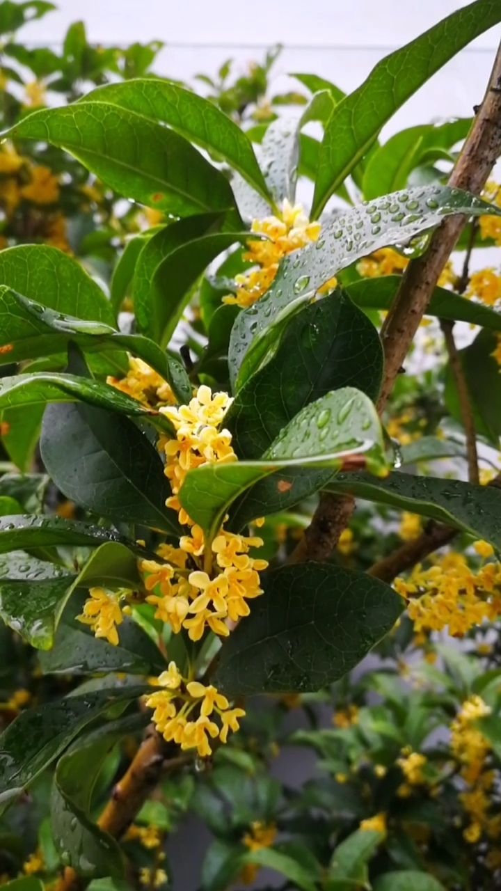 雨中的桂花依然是那么香