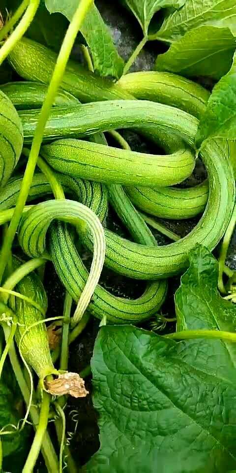 这丝瓜怎么长得这么弯啊