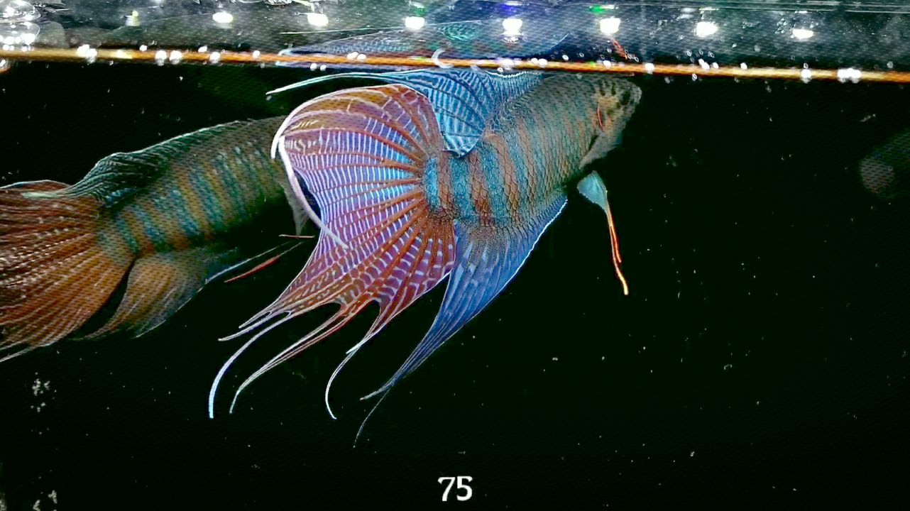 水族_观赏鱼_中国斗鱼_普叉_巨尾f5_紫网巨尾