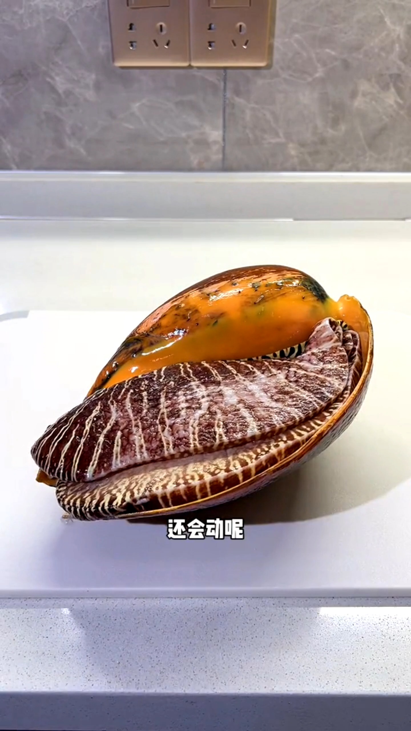 昨晚的宵夜,香辣螺肉,你们爱了吗?#椰子螺 #海鲜