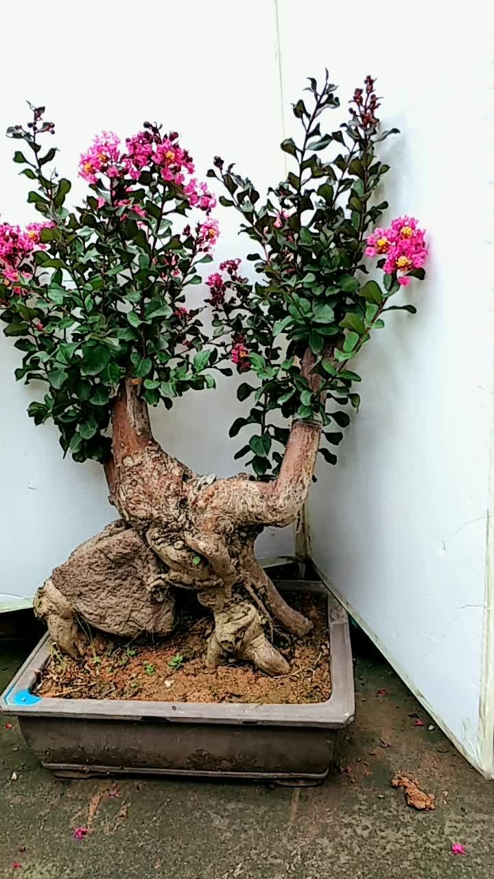提根符石的紫薇盆景老桩