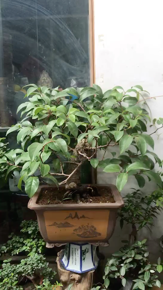 龙抓根也叫美男葛