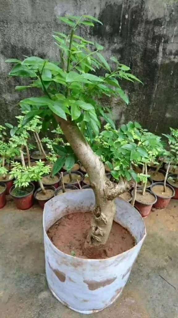 红木盆栽,红木之首海南黄花梨