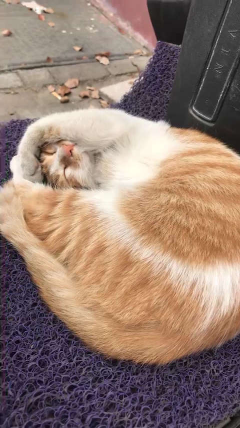 98这只猫咪睡的可香了.我看了半天,也没醒,没打扰它.好可爱72