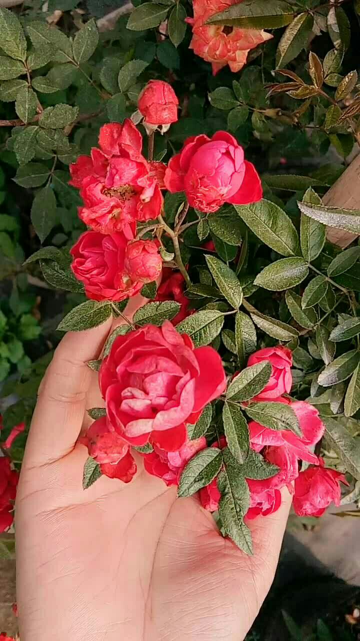 红木香四季开花