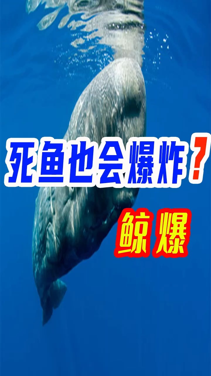 鲸爆:死鱼也会爆炸!丹麦法罗群岛上一只死亡的抹香鲸发生爆炸!