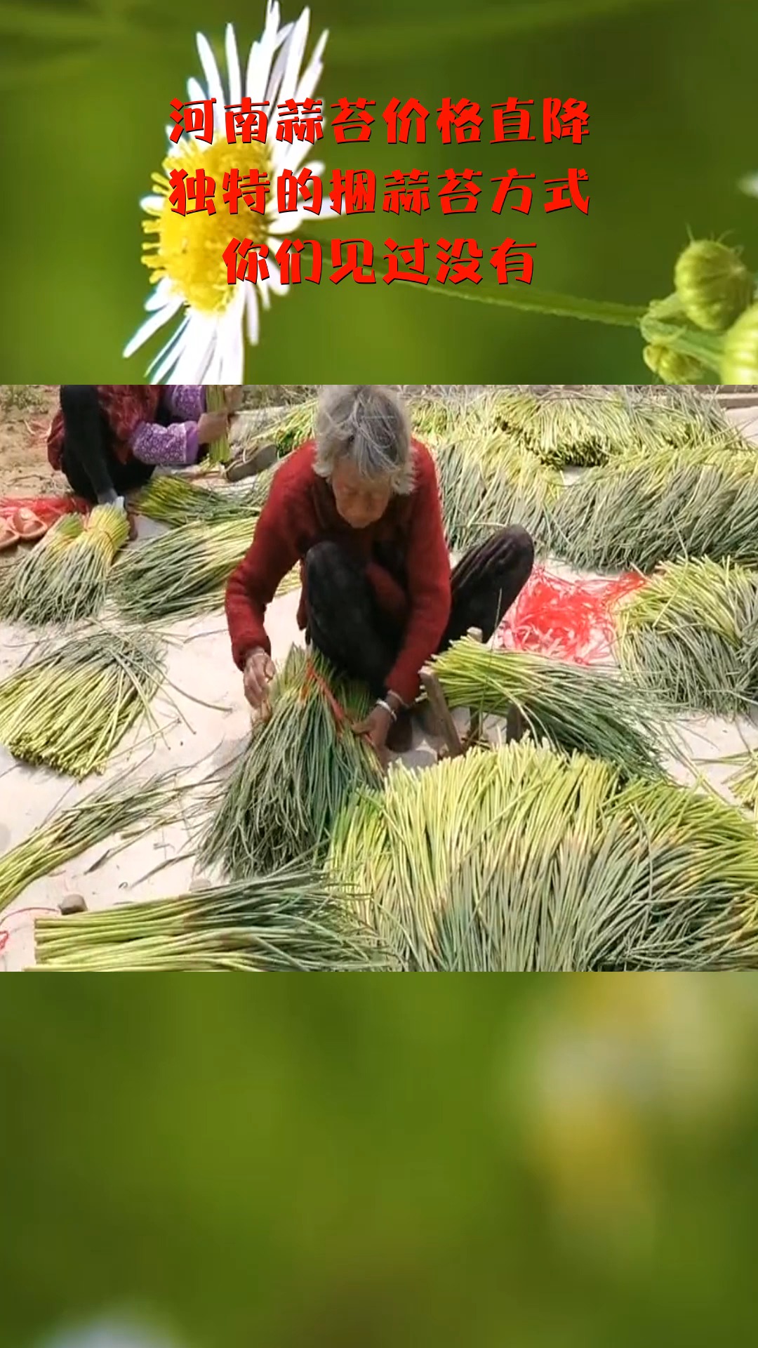 河南蒜苔价格直降,独特的捆蒜苔方式,你们见过没有