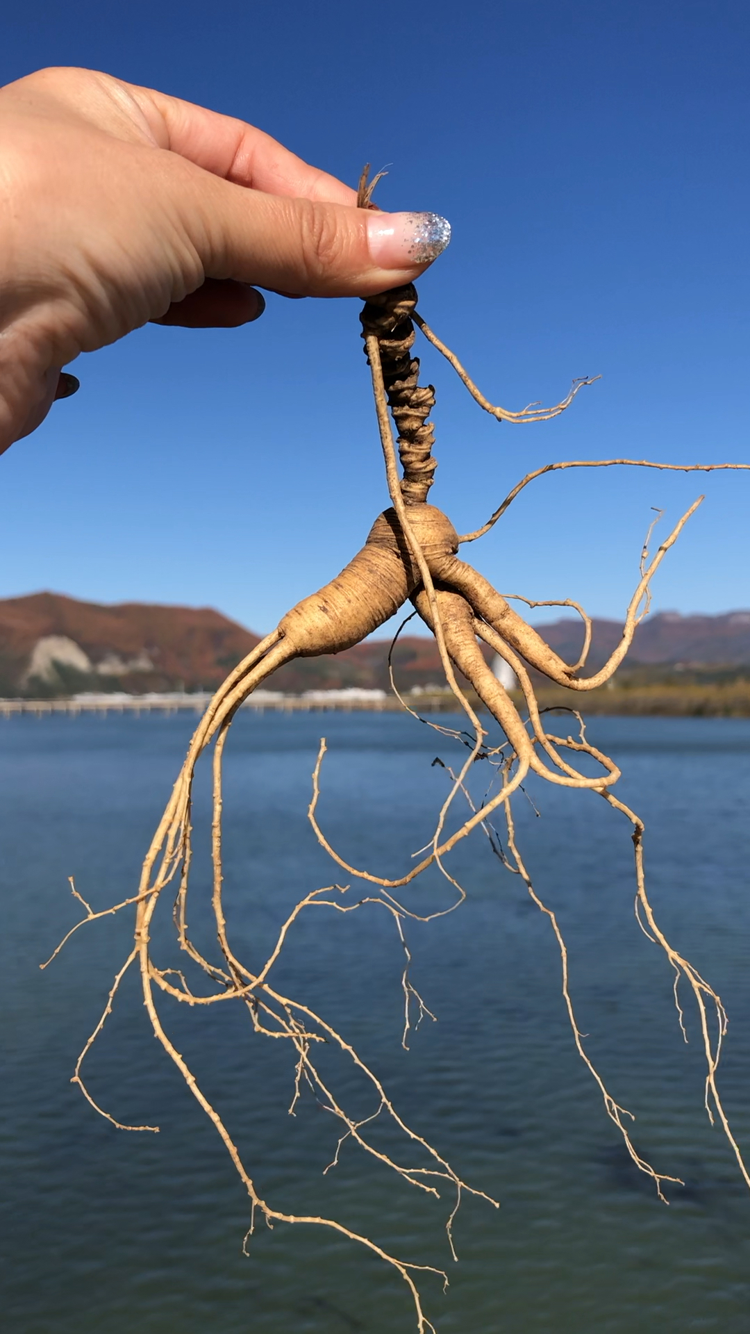 山青水秀出好参,东北野山参之乡桓仁欢迎您