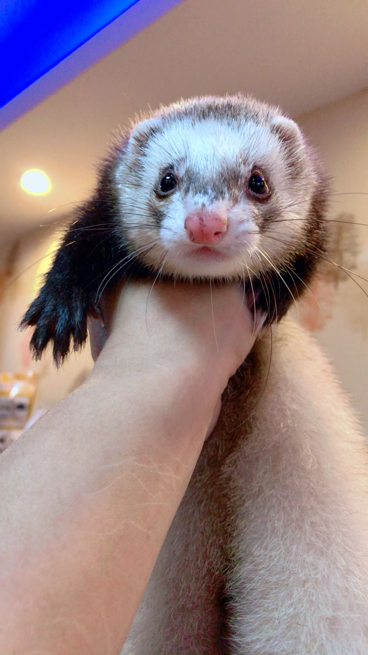 两岁多的貂宝宝 卡姿兰大眼睛 你们猜猜它是什么毛色的 宠物貂?