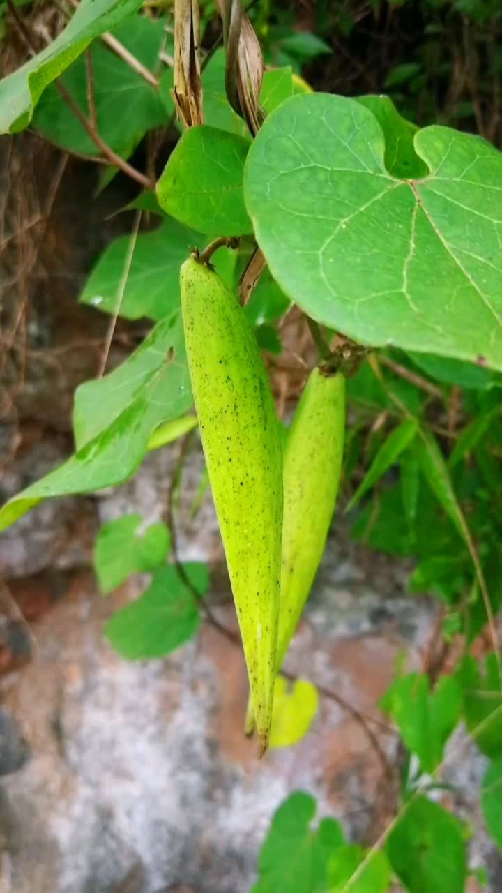 牛皮消,吃过没?