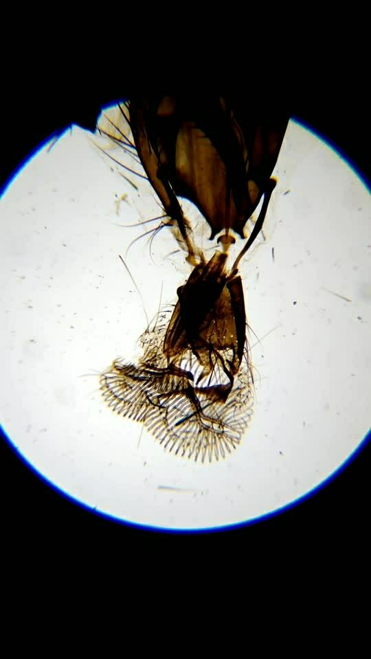 微观之家蝇口器装片