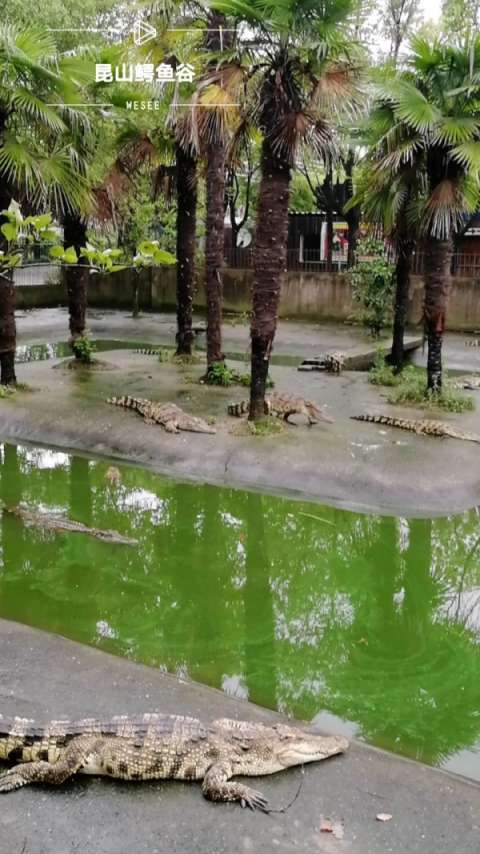 昆山鳄鱼谷,去过朋友点个赞!没去过的点个关注吧!9898
