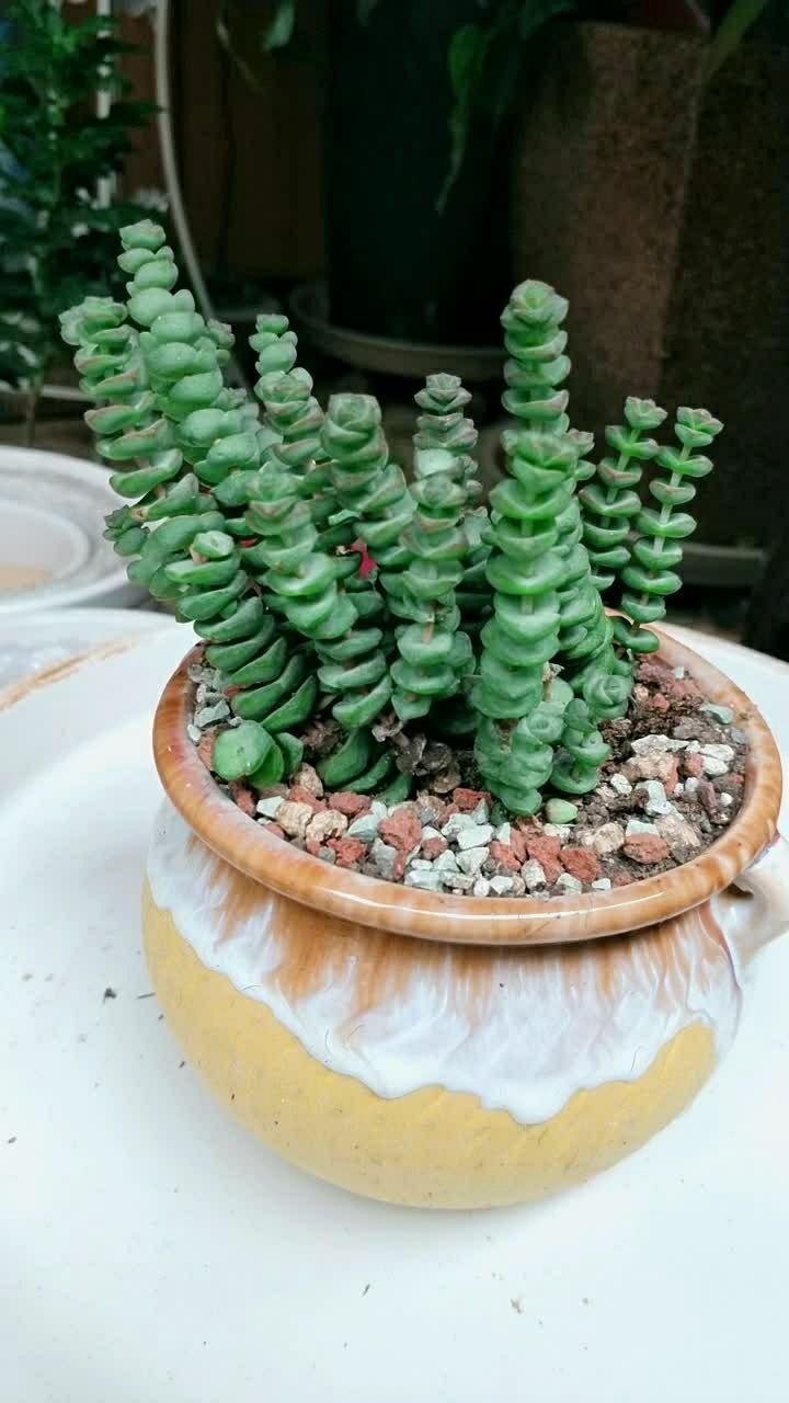 钱串钱串钱串#萌萌哒的多肉植物